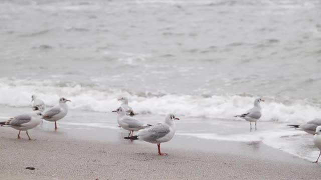 黑海海滩上的海鸥。视频素材