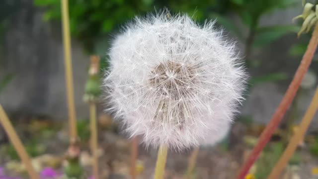 白色的粉扑花和绿叶在春天的新鲜空气中移动视频素材