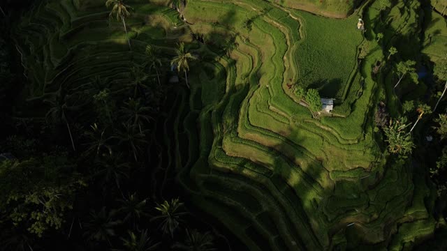 无人机库存视频与水稻在棕榈林中心的俯视图视频素材