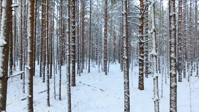 在冬天飞过松林。视频素材