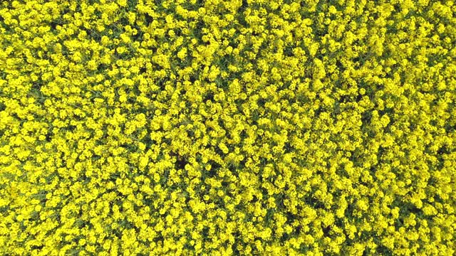 鸟瞰图黄色盛开的油菜田。无人机的观点。生物质。视频素材