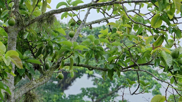 热带雨林的雨季里大雨滂沱视频素材