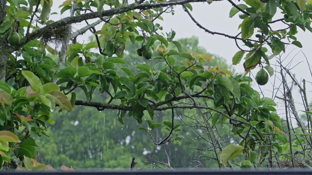 热带雨林的雨季里大雨滂沱视频素材