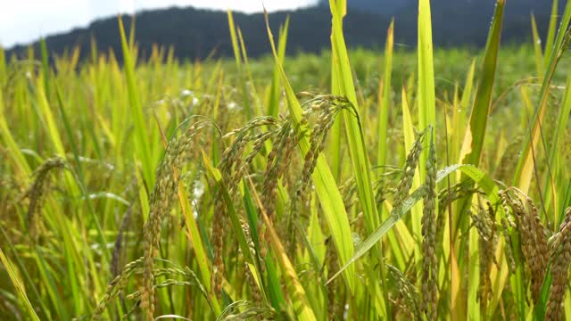 金色茉莉耳朵的特写准备收获在Doi Inthanon，清迈，泰国。视频素材