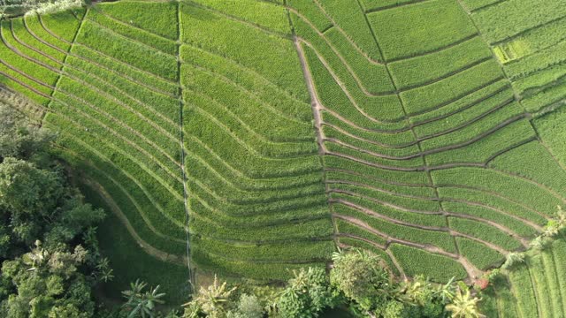 一架无人机飞过印度尼西亚巴厘岛的水稻种植园。视频素材