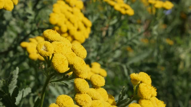 多年生坦菊(Tanacetum vulgare)植物的特写细节4K视频视频素材