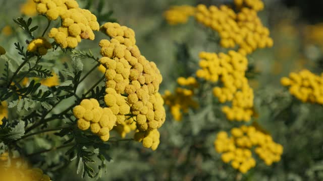 紫菀科唐菊(俗气Tanacetum vulgare)慢镜头视频素材