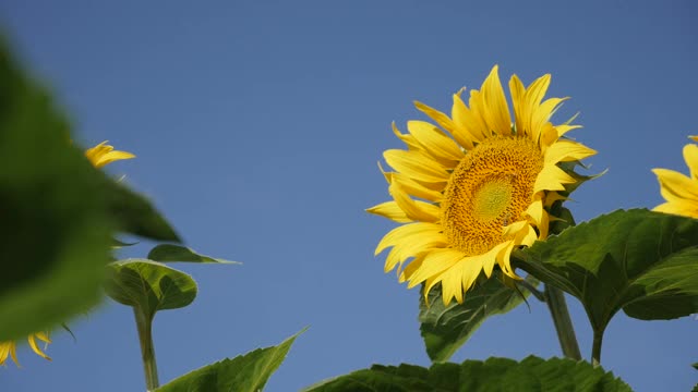 向日葵(Helianthus annuus)植物的射线和花盘小花慢模录像视频素材