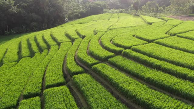 一架无人机飞过印度尼西亚巴厘岛的水稻种植园。视频素材