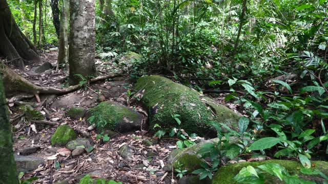 东南亚的热带雨林和藤本植物视频素材