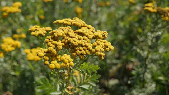 唐茜花采菊俗气夏日4K镜头视频素材