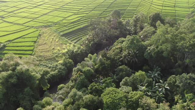 一架无人机飞过印度尼西亚巴厘岛的水稻种植园。视频素材