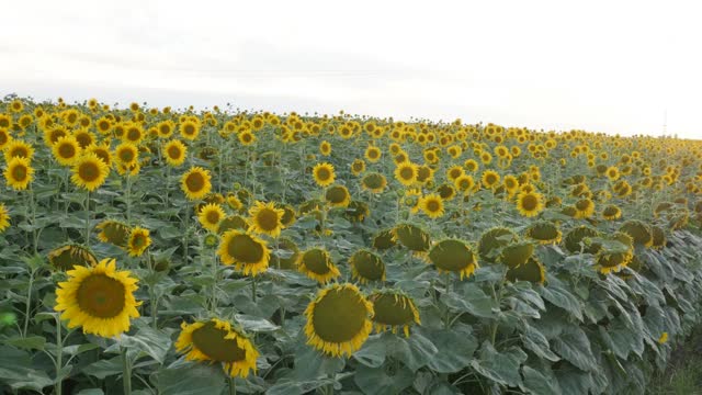 倾斜在向日葵(Helianthus annuus)头部特写4K视频视频素材