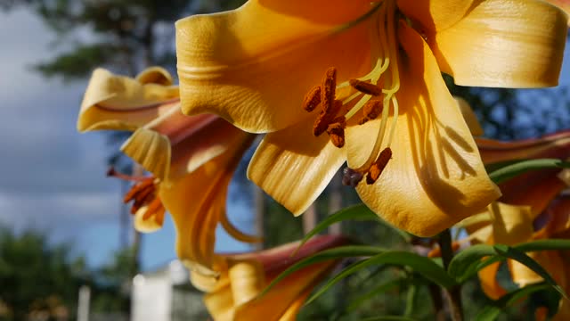 美丽的百合品种近距离在花坛上。虎莲或百合在风中摇曳。黄花菜视频素材