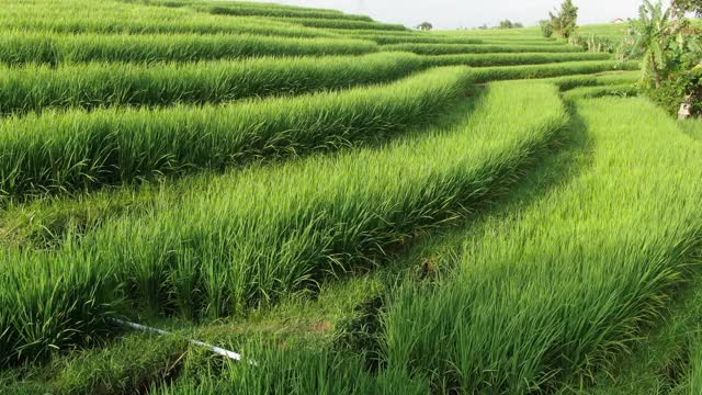 一架无人机飞过印度尼西亚巴厘岛的水稻种植园。视频素材