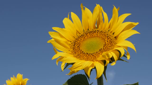 向日葵(Helianthus annuus)盘小花的特写细节4K镜头视频素材