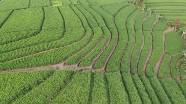 一架无人机飞过印度尼西亚巴厘岛的水稻种植园。视频素材