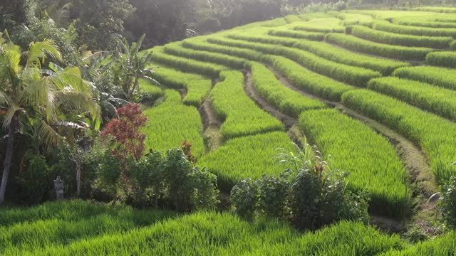 一架无人机飞过印度尼西亚巴厘岛的水稻种植园。视频素材