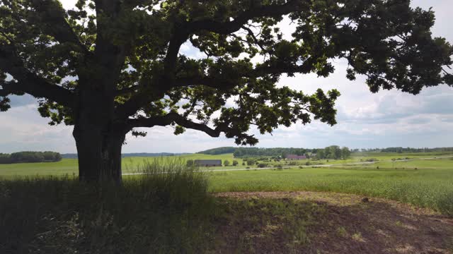 夏日田野里的老橡树在风中摇曳视频素材