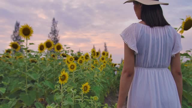 一个女人穿过一片向日葵田视频素材