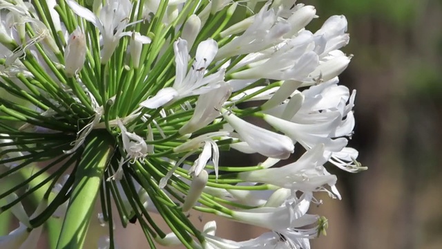 尼罗河百合，或非洲百合(Agapanthus)。视频素材