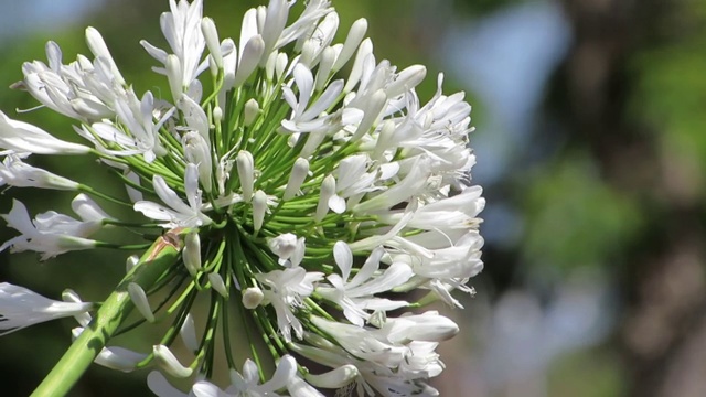 尼罗河百合，或非洲百合(Agapanthus)。视频素材