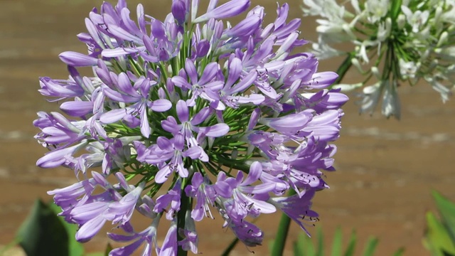 尼罗河百合，或非洲百合(Agapanthus)。视频素材