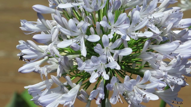 尼罗河百合，或非洲百合(Agapanthus)。视频素材