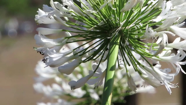 尼罗河百合，或非洲百合(Agapanthus)。视频素材