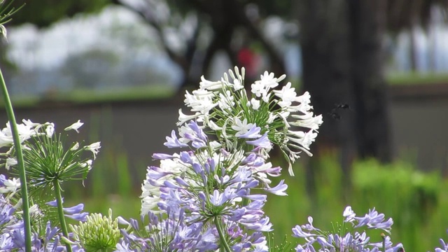 尼罗河百合，或非洲百合(Agapanthus)。视频素材