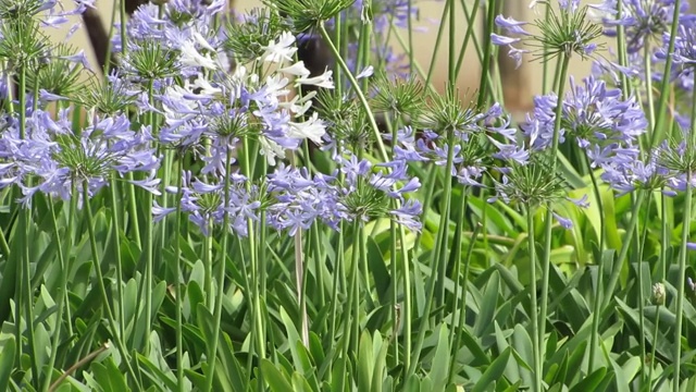 尼罗河百合，或非洲百合(Agapanthus)。视频素材