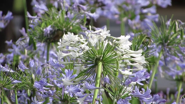 尼罗河百合，或非洲百合(Agapanthus)。视频素材