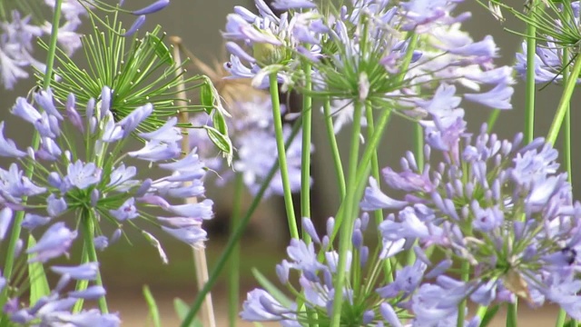 尼罗河百合，或非洲百合(Agapanthus)。视频素材