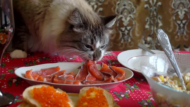 有趣的饥饿的成年毛绒绒的猫从节日餐桌上偷食物视频素材