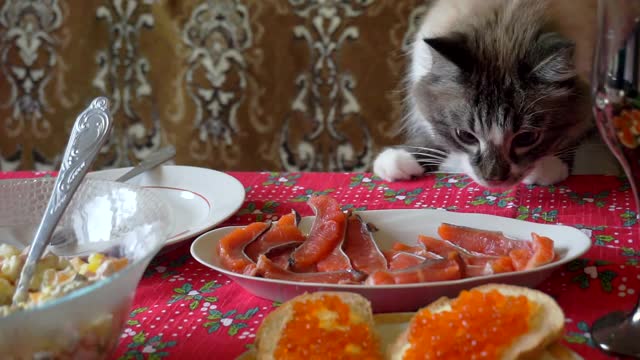 有趣的饥饿的成年毛绒绒的猫从节日餐桌上偷食物视频素材