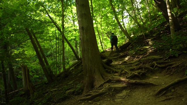 男人在森林里徒步旅行视频素材