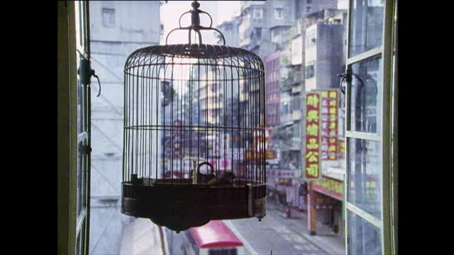 茶馆饲养笼养宠物鸟;香港,1989年视频素材