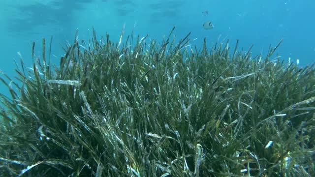 在阳光下的蓝色的水背景(4K - 60fps)常见的鳗草，海鱼或矮鳗草的密集灌木丛的特写。亚得里亚海，黑山，欧洲视频素材