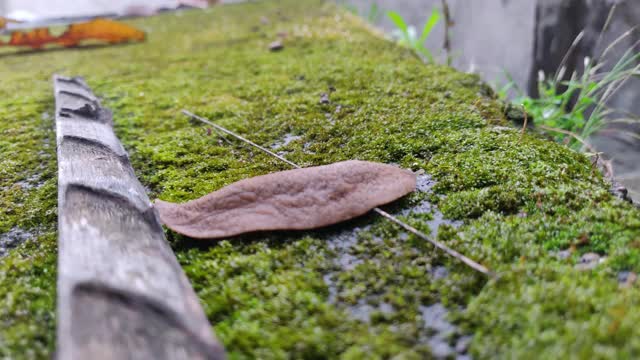 在潮湿的苔藓地上和树林里爬行的蛞蝓，也叫无壳蜗牛视频素材