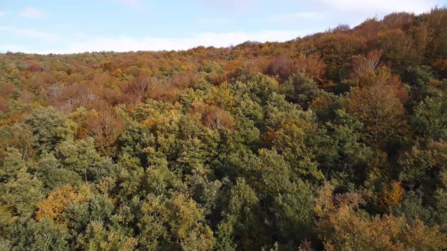 秋天森林鸟瞰图。秋季林地，自然全景。高质量4k镜头视频素材