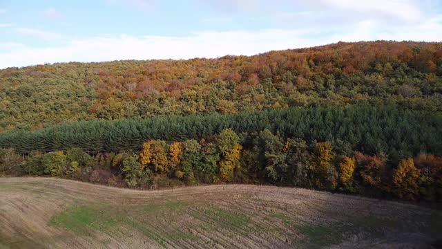 秋天森林鸟瞰图。秋季林地，自然全景。高质量4k镜头视频素材