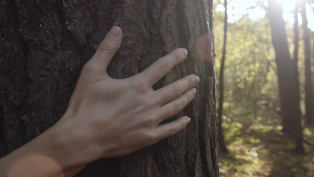 女性手触摸和抚摸森林中的松树树皮。手触摸雄伟的老橡树。爱的本质。和谐平静放松。拯救地球，绿化地球。视频素材