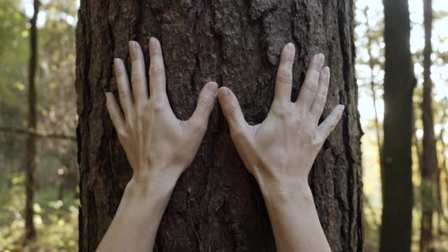 女性手触摸和抚摸森林中的松树树皮。手触摸雄伟的老橡树。爱的本质。和谐平静放松。拯救地球，绿化地球。视频素材