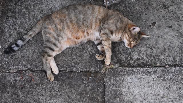 虎斑猫在水泥路面上打呼噜，用爪子揉捏视频素材