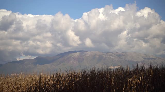 田园风光的农田与高山和蓝天白云，在农村种植有机食品。种植用于食用、农业和食品工业的植物和作物视频素材