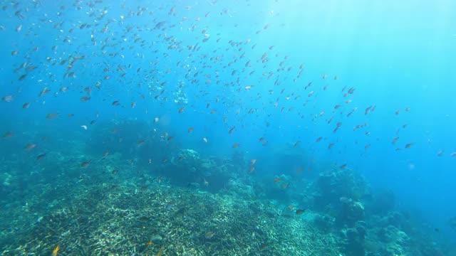 4K群免费潜水朋友戴着长纤维鳍和浮潜面罩潜水在清澈的海水珊瑚礁通过相机视频素材