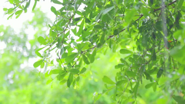 4K近距离雨在树上。近距离下雨的树叶在白天的时间。小雨洒在小树上。绿色自然的概念。视频素材