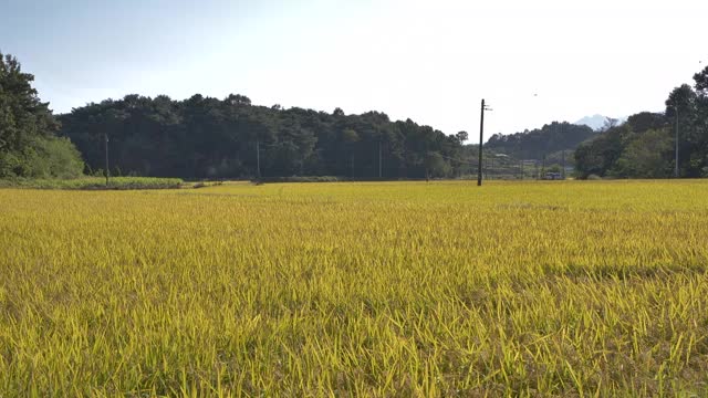 韩国秋天的稻田里，稻子在风中摇曳视频素材