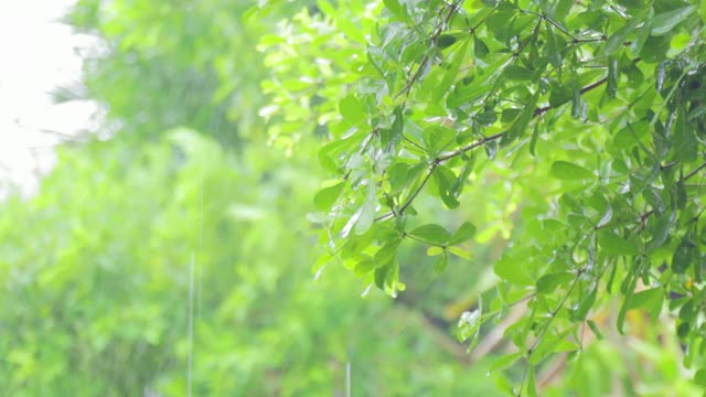 4K近距离雨在树上。近距离下雨的树叶在白天的时间。小雨洒在小树上。绿色自然的概念。视频素材