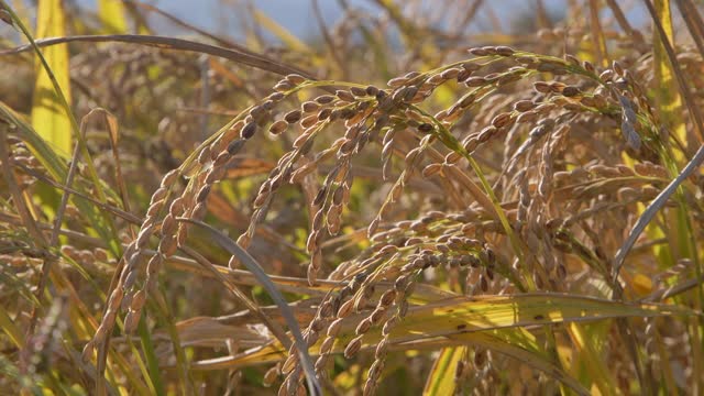 秋季水稻植物/韩国视频素材